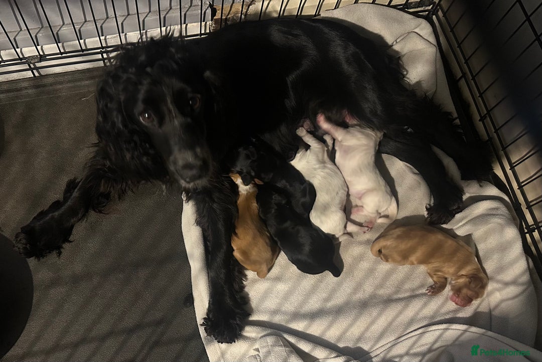 Cocker Spaniel dogs for sale: Cocker spaniel puppies  - Image 7