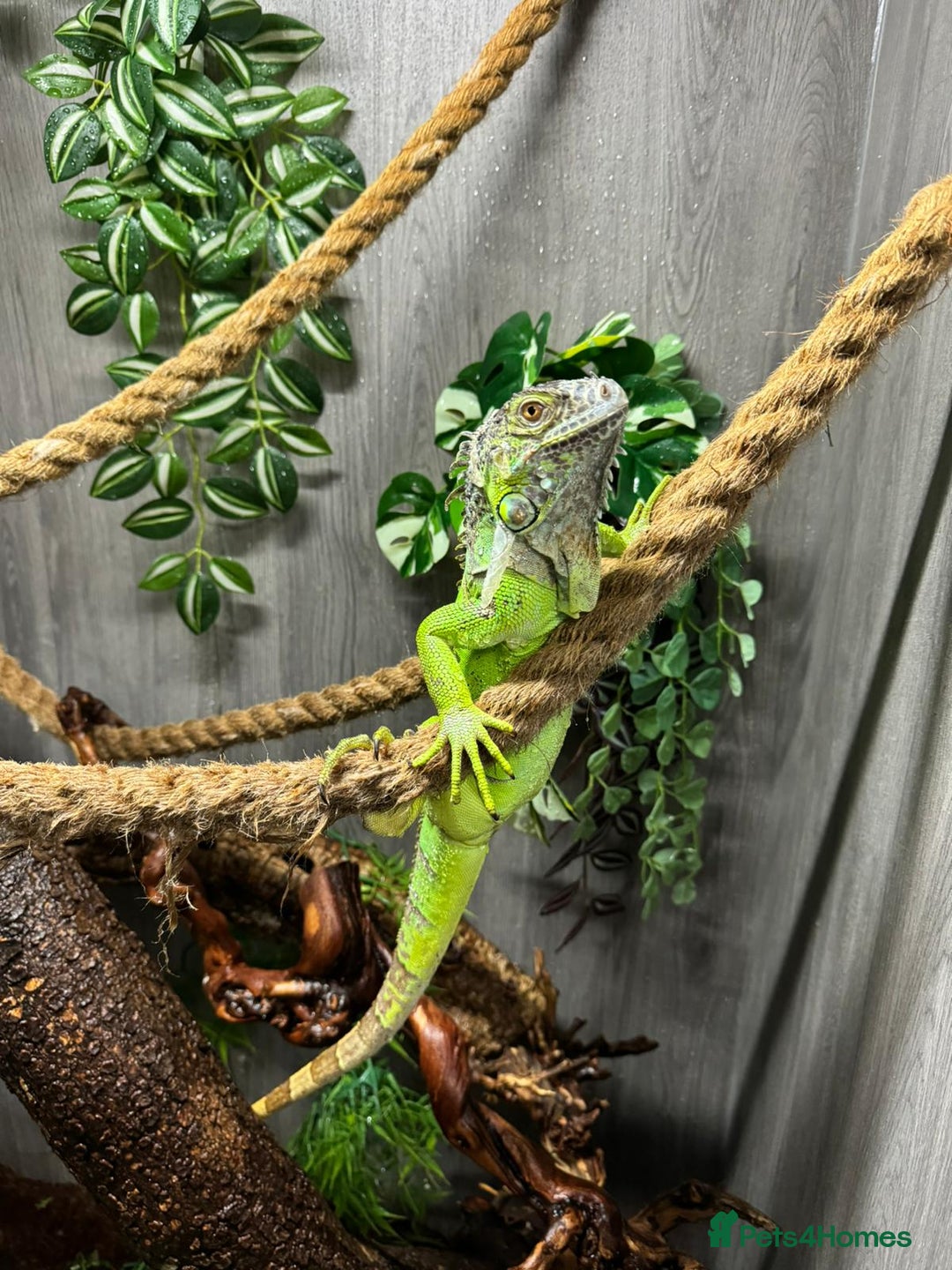 Iguana reptiles for sale: Male 2 year old iguana  - Image 4
