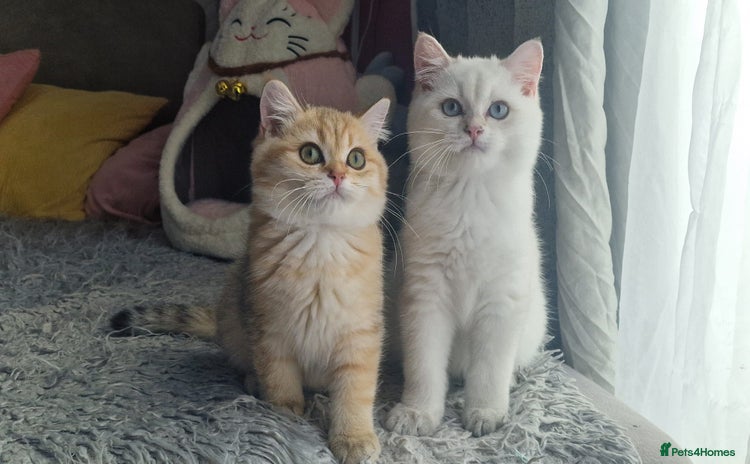 British Shorthair cats - Advert 4