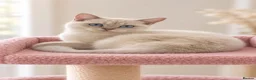 British Shorthair cats for sale: TICA Beautiful British Shorthair Kittens - Advert 13
