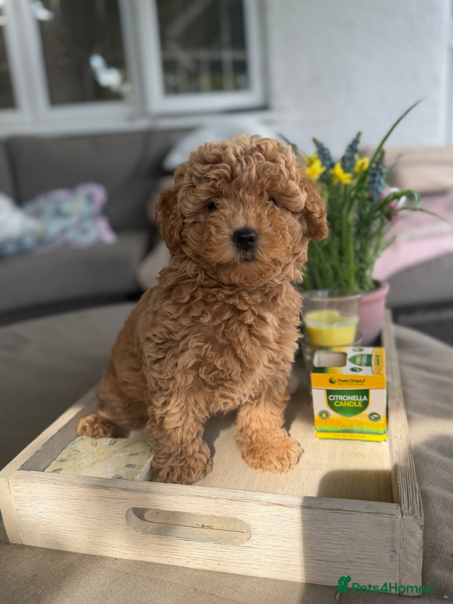 Maltipoo dogs Beautiful Red Maltipoo puppies for sale  - Advert 1