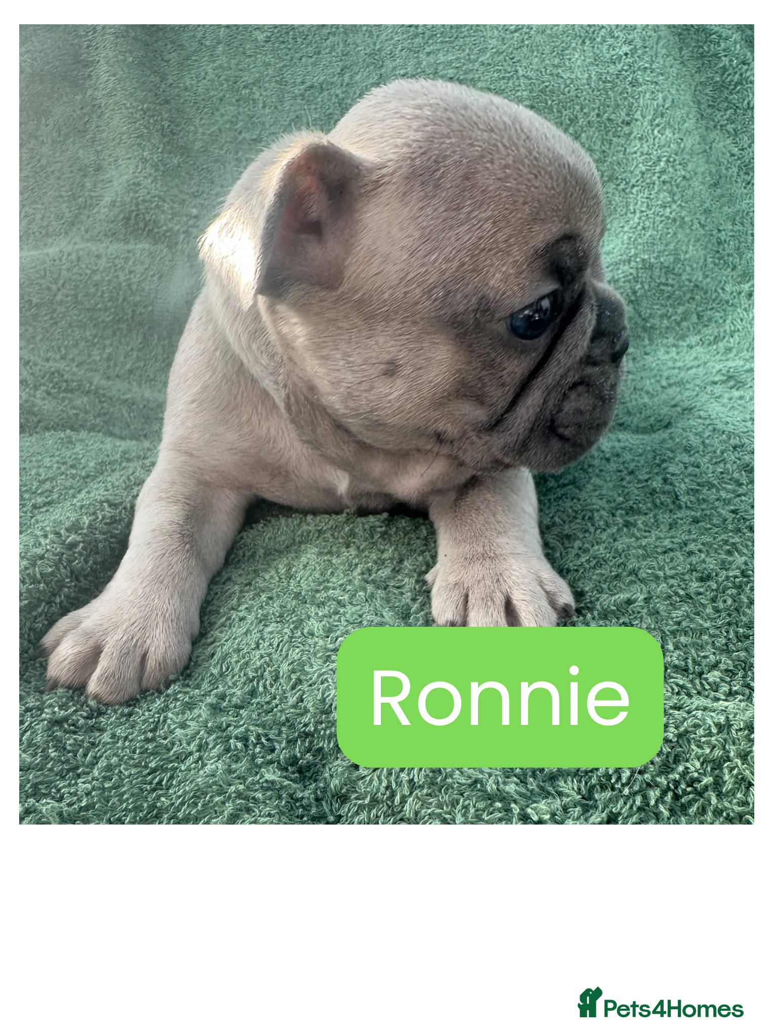 French Bulldog dogs French Bulldog puppies  - Advert 2