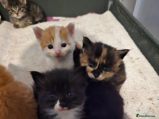 Maine Coon cats Beautiful Maine Coon cross kittens - Advert 2