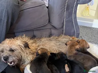 Border Terrier dogs Kc Border terriers - Advert 1
