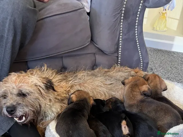 Border Terrier dogs Kc Border terriers - Advert 1