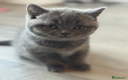 British Shorthair cats for sale: British short hair - Advert 5