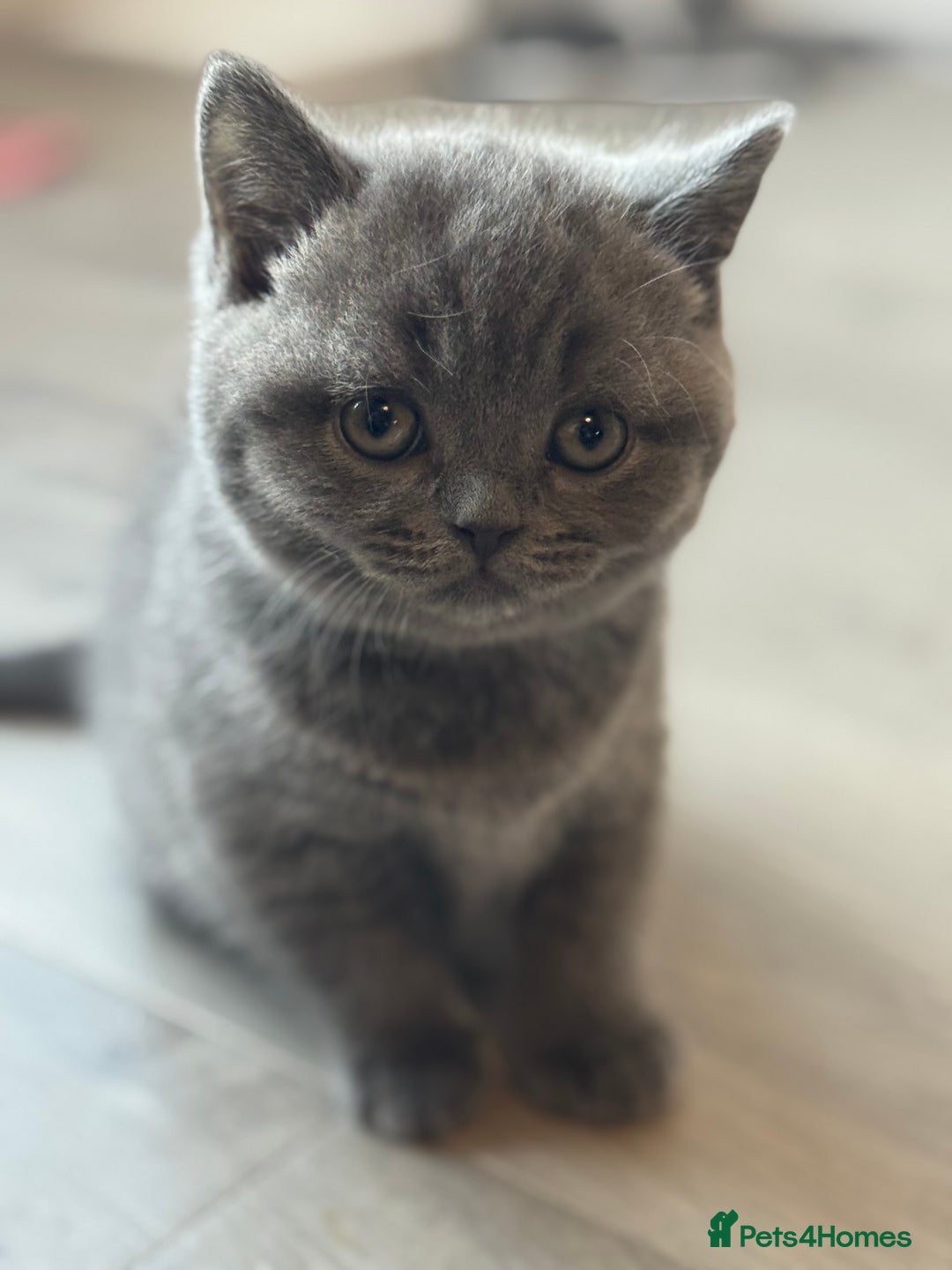 British Shorthair cats for sale: British short hair - Advert 5