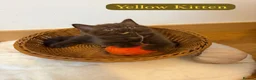 British Shorthair cats for sale: 3 Beautiful Autumn Coloured Kittens🤎🍂 - Advert 13