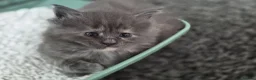 Maine Coon cats for sale: Stunning maine coon full pedigree kittens - Advert 5