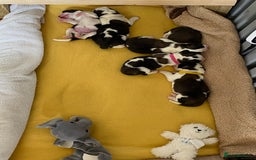 Saint Bernard dogs for sale: Gorgeous Saint Bernard puppies looking for homes - Image 2