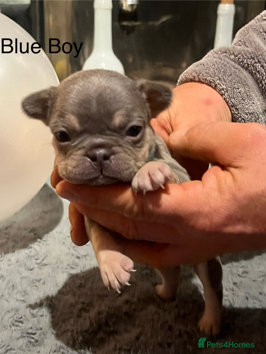 French Bulldog dogs for sale: DWKC Registered French Bulldog puppies for sale - Advert 10