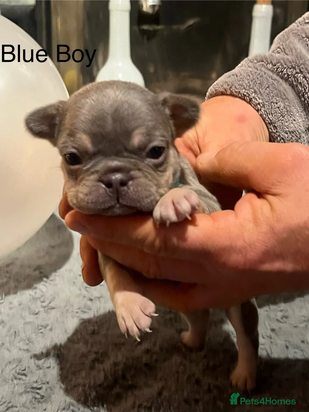 French Bulldog dogs for sale: DWKC Registered French Bulldog puppies for sale - Advert 26