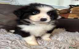 Australian Shepherd dogs for sale: 3 remaining- Beautiful Australian Shepherds  - Image 6
