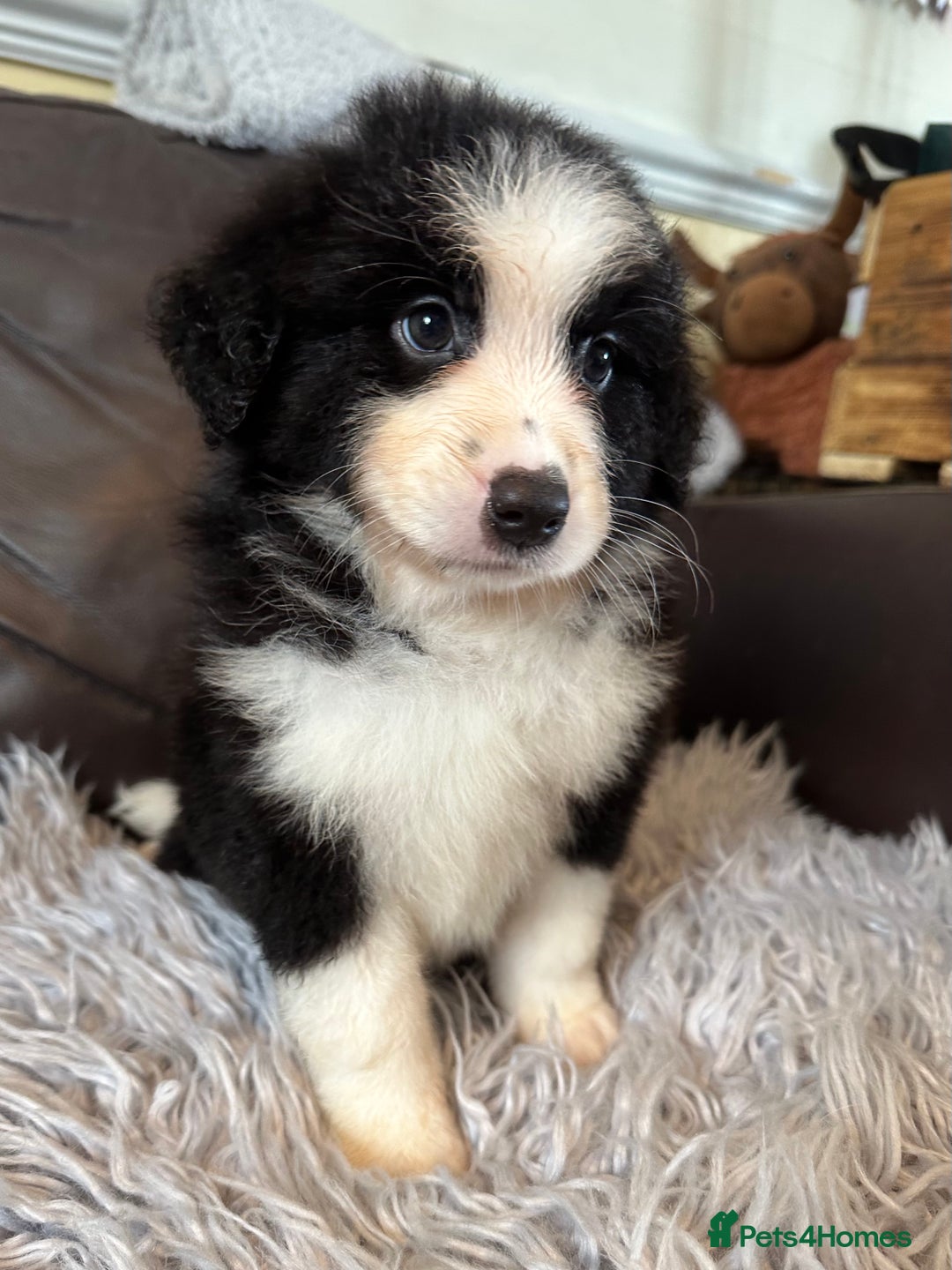 Australian Shepherd dogs for sale: 3 remaining- Beautiful Australian Shepherds  - Image 6