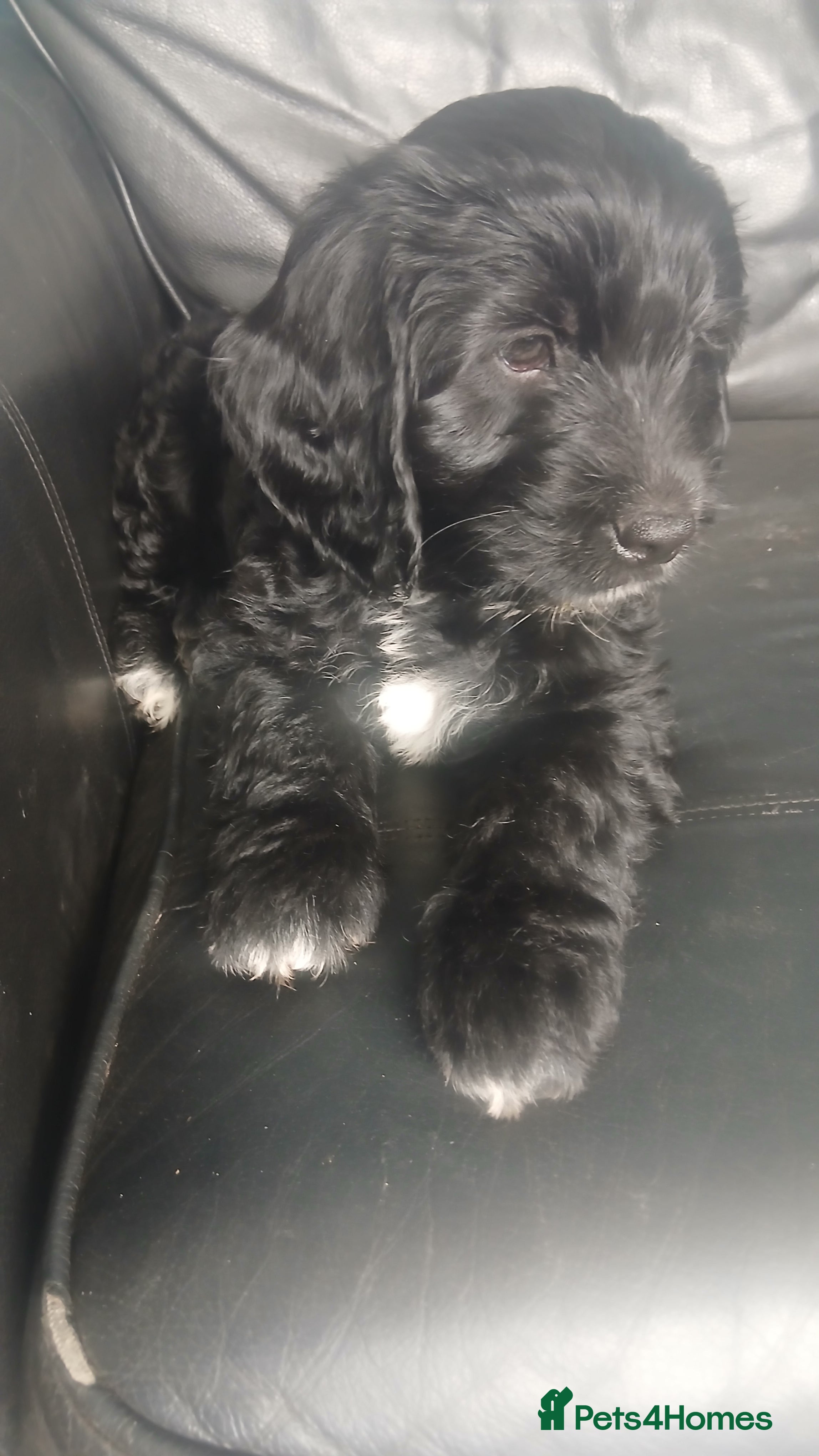 Mixed Breed dogs for sale: Ready Gorgeous Cockapoo x Gold Retriever x pups  - Advert 21