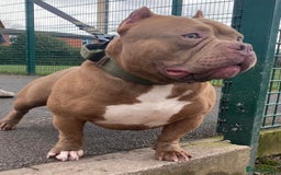 American Bulldog dogs for sale: Pocket bulldog  - Image 1