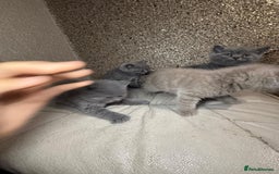 British Shorthair cats for sale: British Shorthair kitten  - Image 30