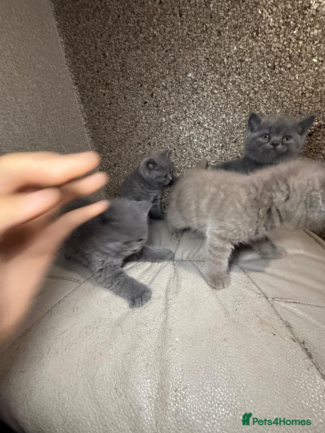 British Shorthair cats for sale: British Shorthair kitten  - Image 30