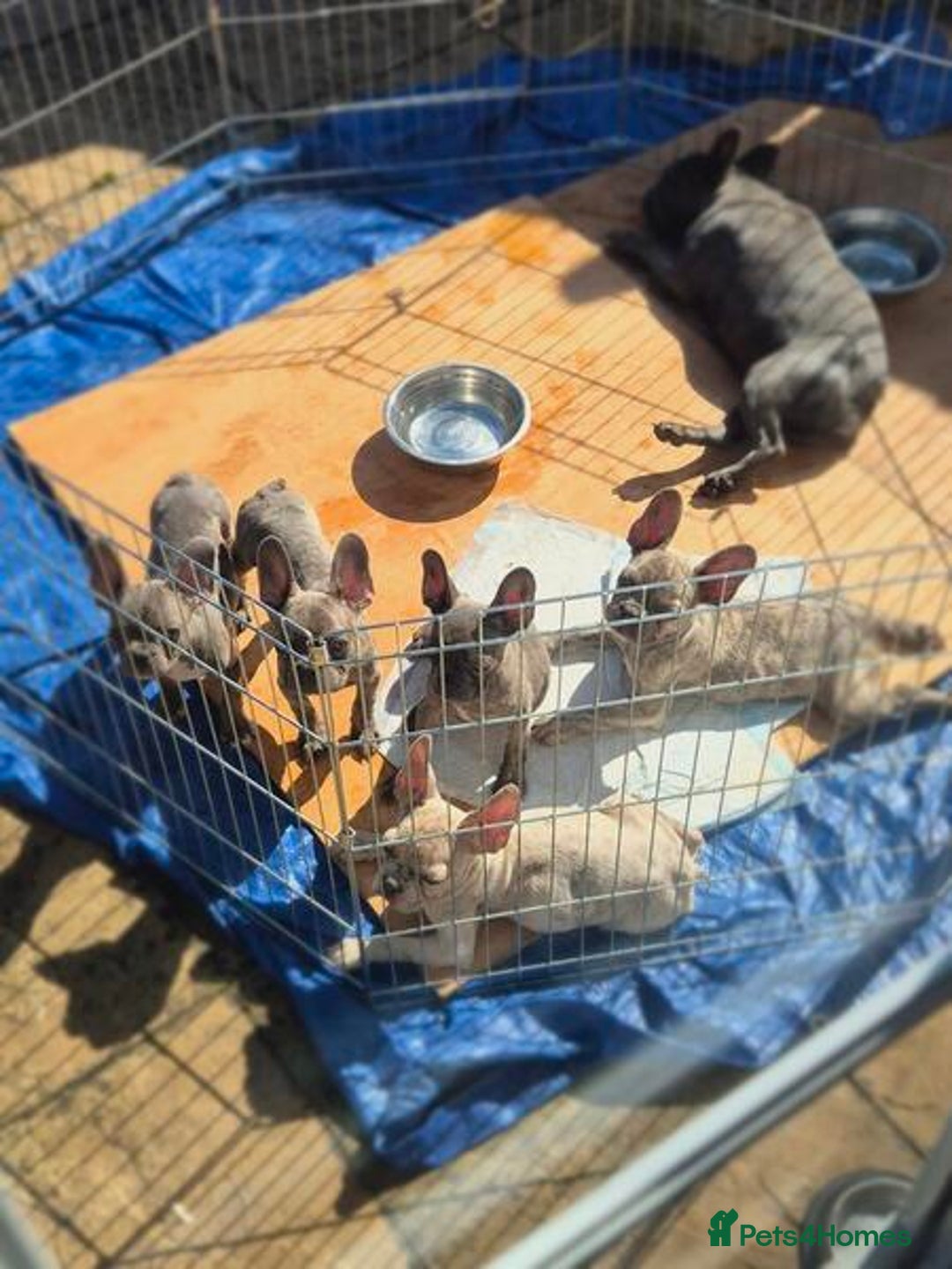 French Bulldog dogs for sale: Adorable French Bulldog Puppies For Sale - Image 8
