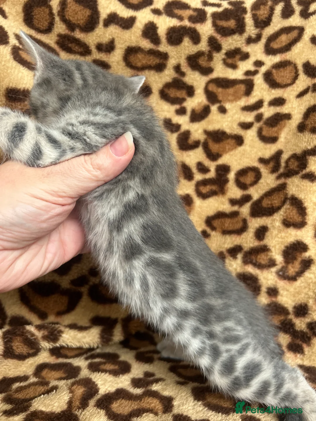 Bengal cats for sale: Beautiful Litter of Bengal Kittens - TICA Reg - Advert 34