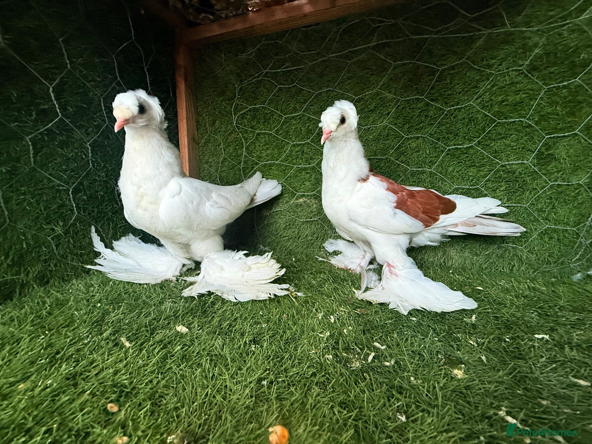Pigeons birds Premium Breeding Pigeons Top Quality Pairs Availab - Advert 1