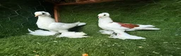 Pigeons birds for sale: Premium Breeding Pigeons Top Quality Pairs Availab - Advert 15