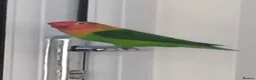 Lovebirds birds for sale: Pair of lovebirds with cage full setup in Barnsley - Advert 3