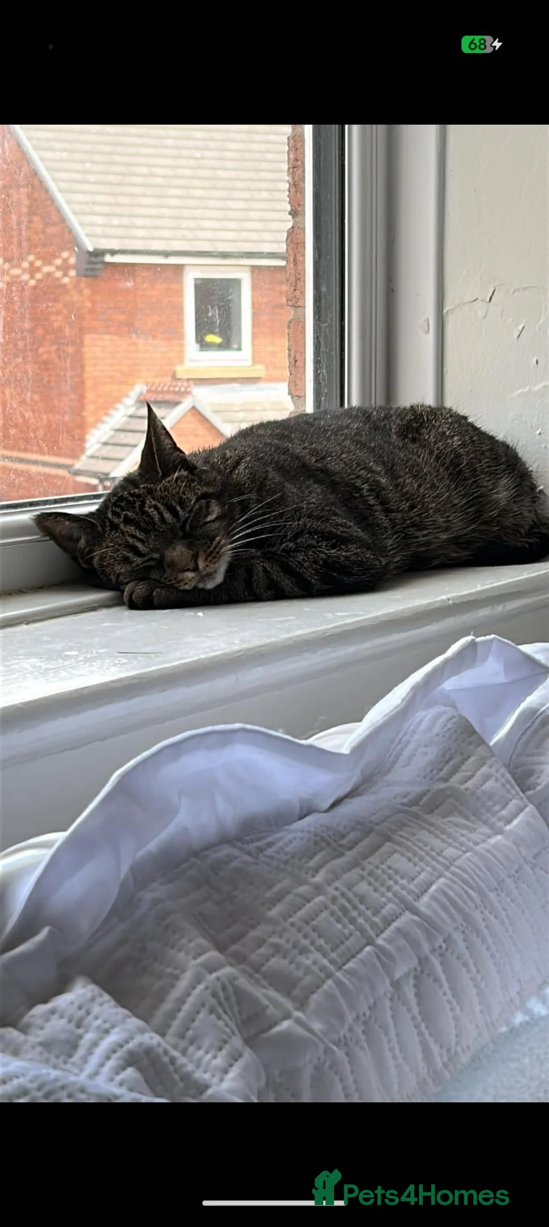 Mixed Breed cats for sale: Beautiful Bengal cross female  in Chester - Advert 2