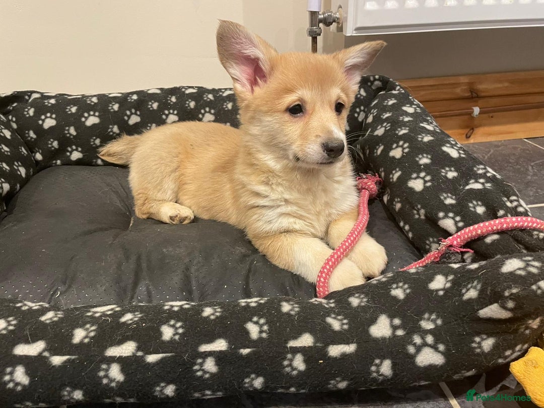 Welsh Corgi Pembroke dogs for sale: KC Registered Pembrokeshire Corgi Puppies - Advert 16