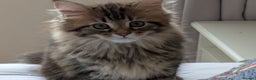 Maine Coon cats for sale: Stunning chocolate tabby kittens  - Advert 8