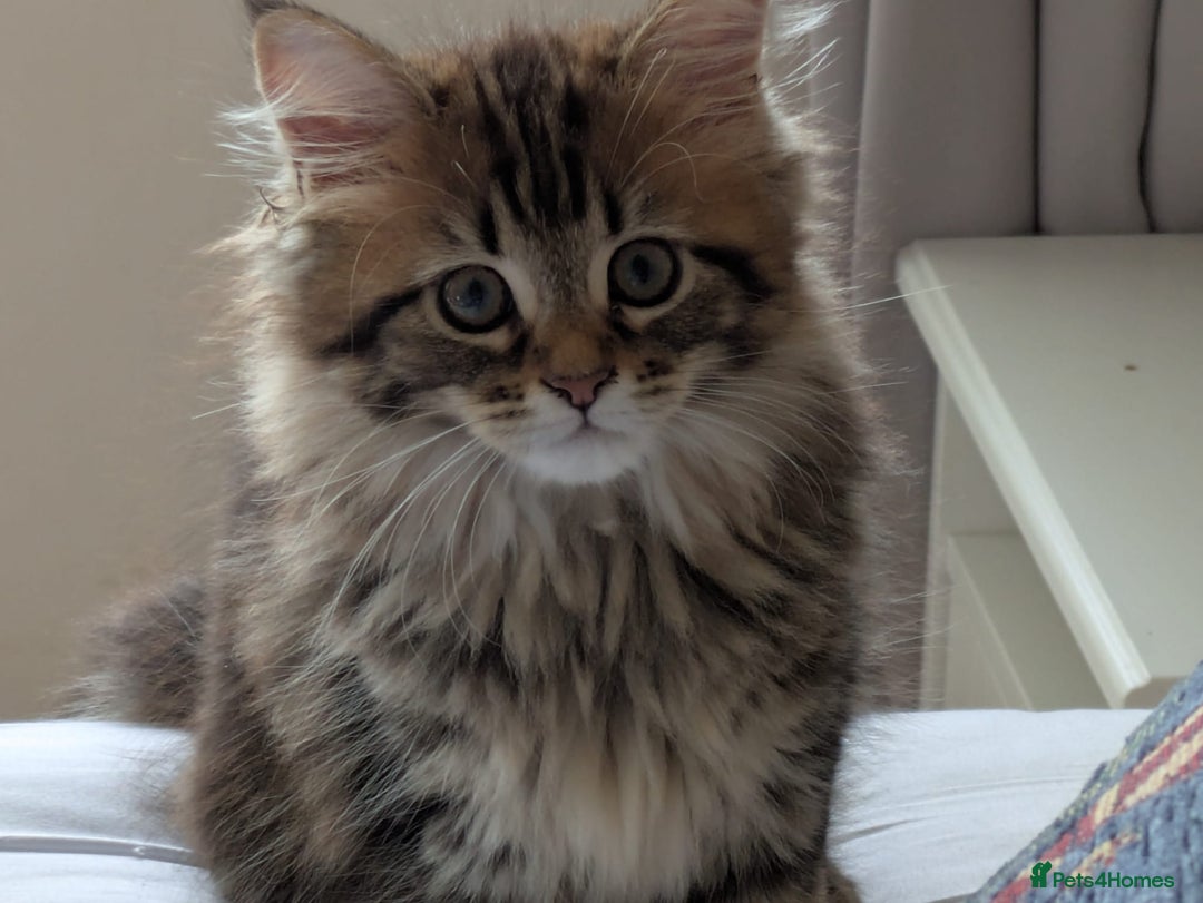 Maine Coon cats for sale: Stunning chocolate tabby kittens  - Advert 8