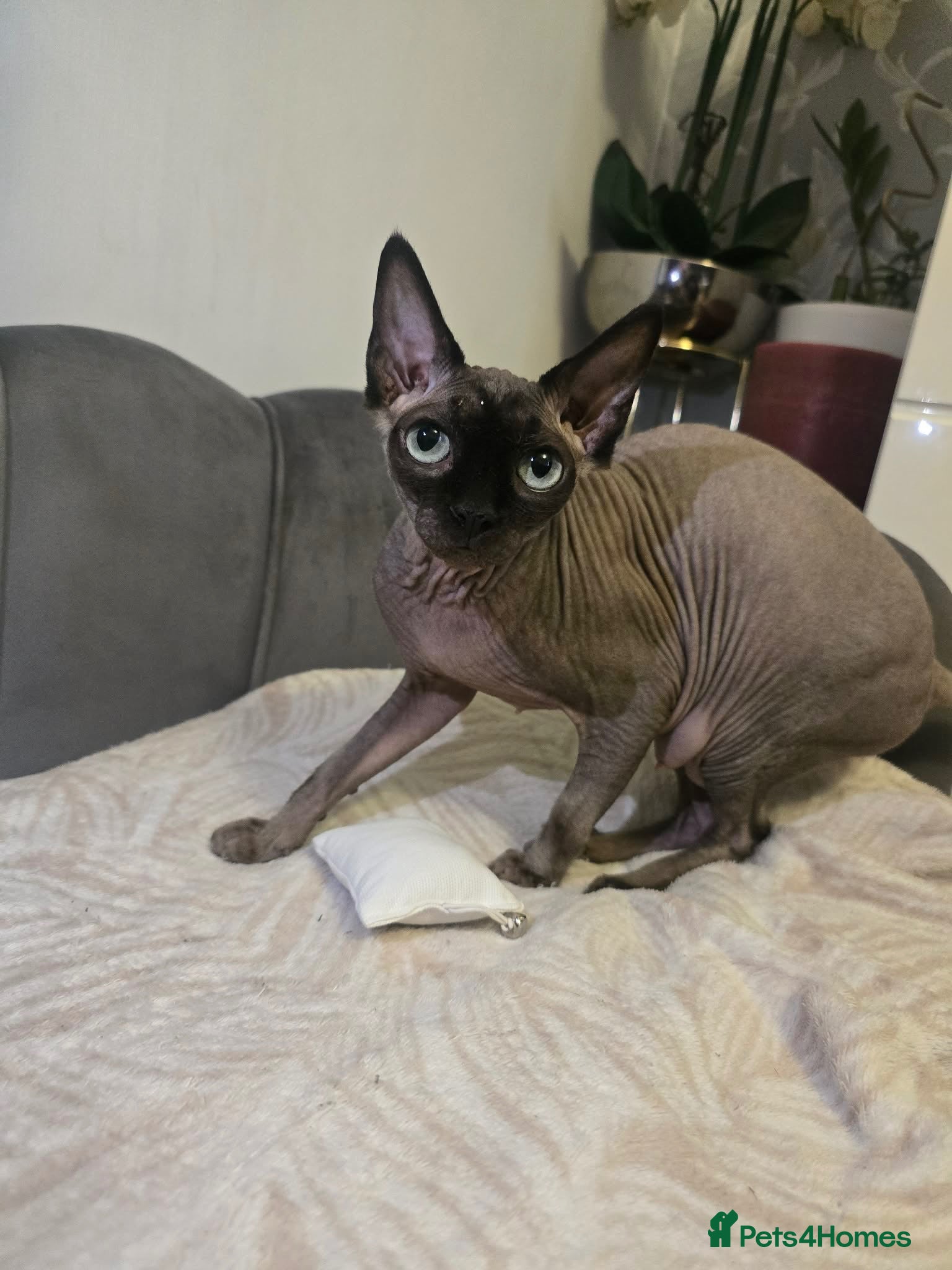 Sphynx cats Canadian Sphynx Kittens - Advert 1
