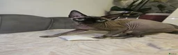 Sphynx cats for sale: Canadian Sphynx Kittens - Advert 1