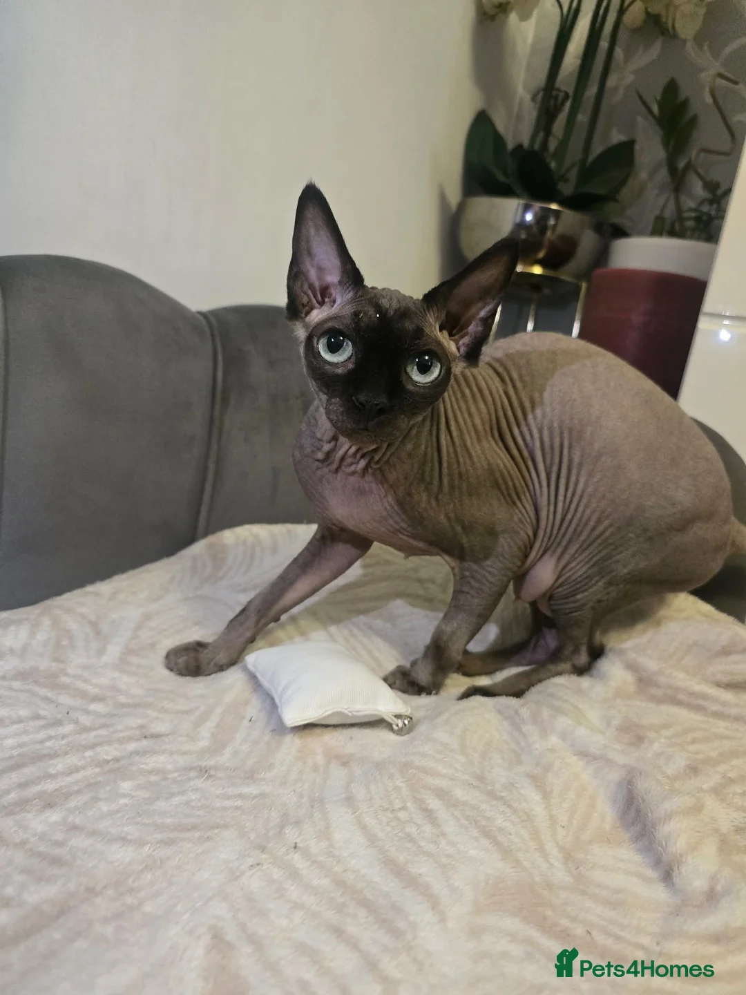 Sphynx cats for sale: Canadian Sphynx Kittens - Advert 1