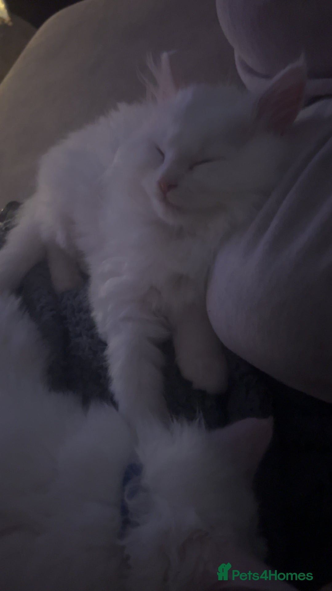 Maine Coon cats for sale: 2 odd eye male Mainecoon and 1 female smoke kitten - Advert 6