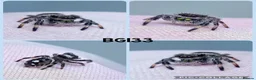 Spiders invertebrates for sale: Bahamas jumping spiders - Advert 4