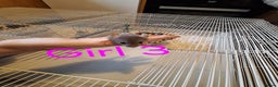 Rat rodents for sale: Baby female fancy rats  - Advert 2
