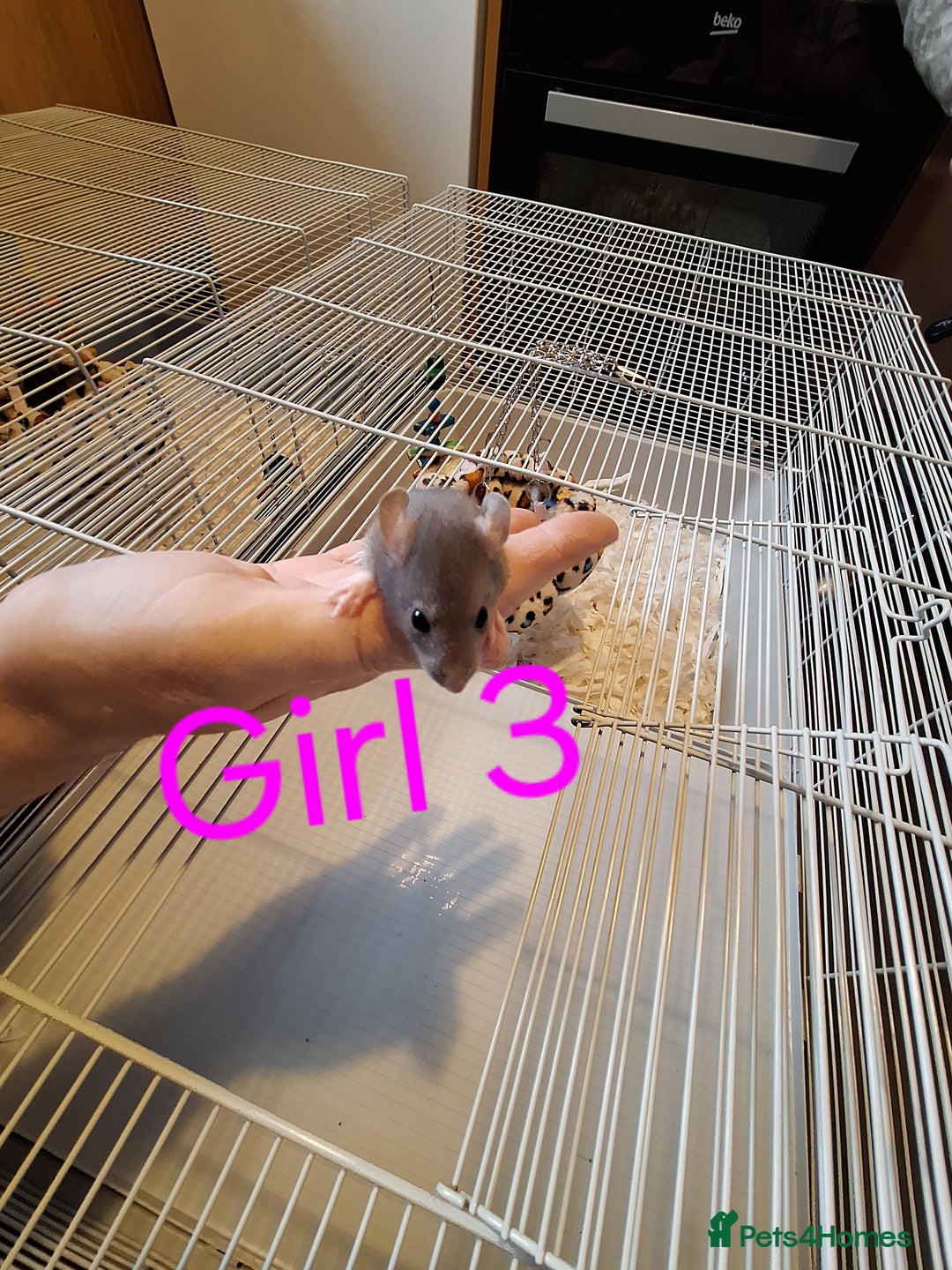 Rat rodents for sale: Baby female fancy rats  - Advert 2