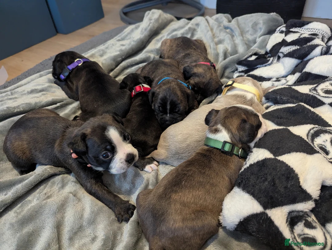Boston Terrier dogs for sale: Boston X  - Advert 11