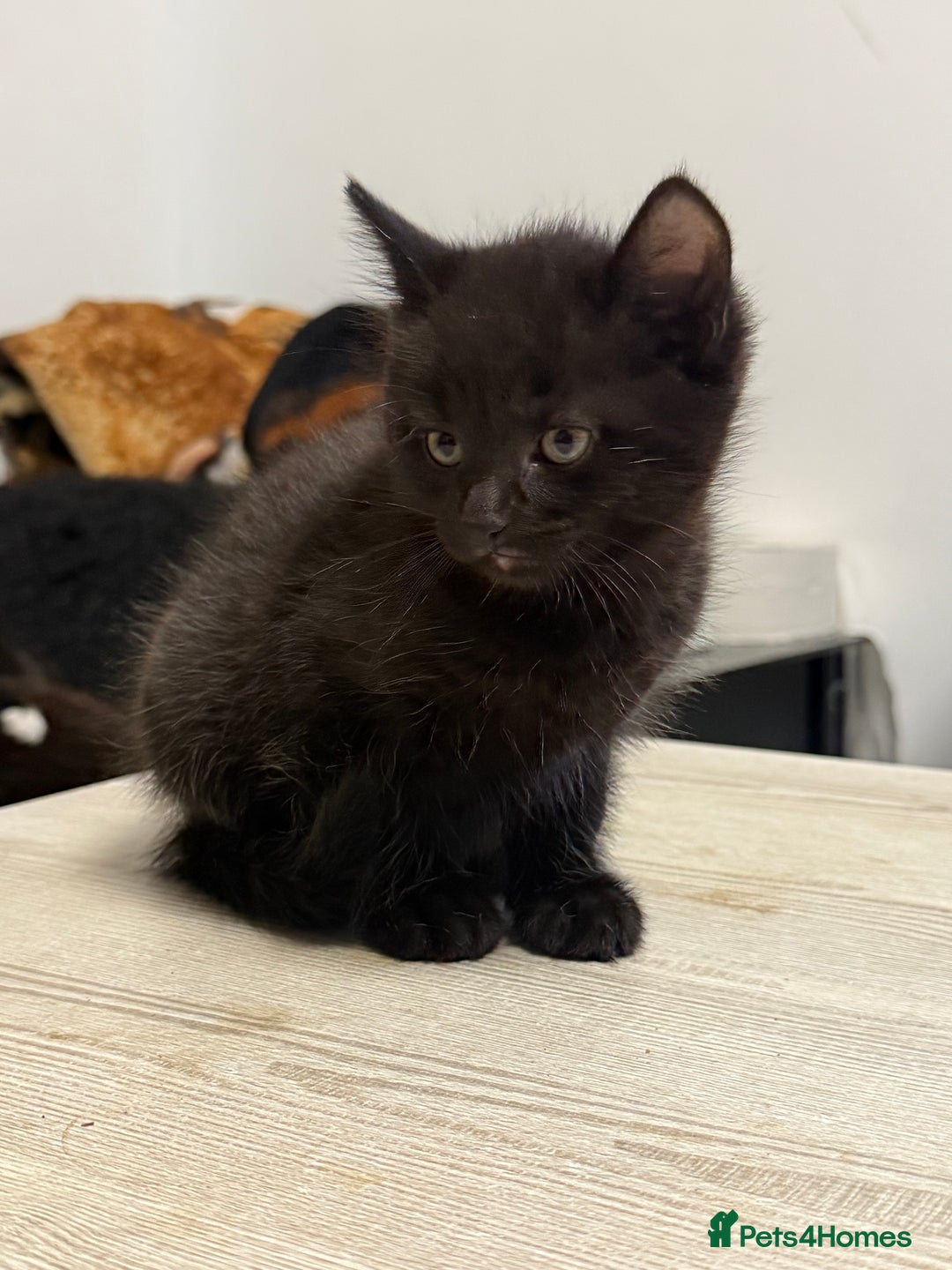 Maine Coon cats for sale: Half Mainecoon and Half British Shorthair  - Advert 19