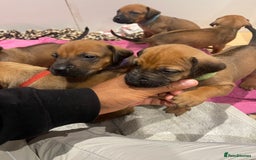 Rhodesian Ridgeback dogs for sale: Pedigree Ridgeback Puppies - READY FOR VIEWING in Scunthorpe - Image 28
