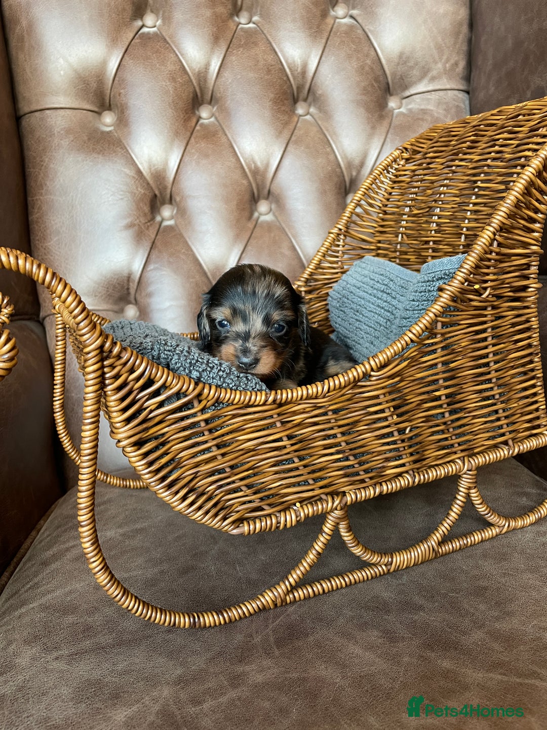 Miniature Dachshund dogs for sale: Miniature longhaired dachshund puppies   - Advert 9