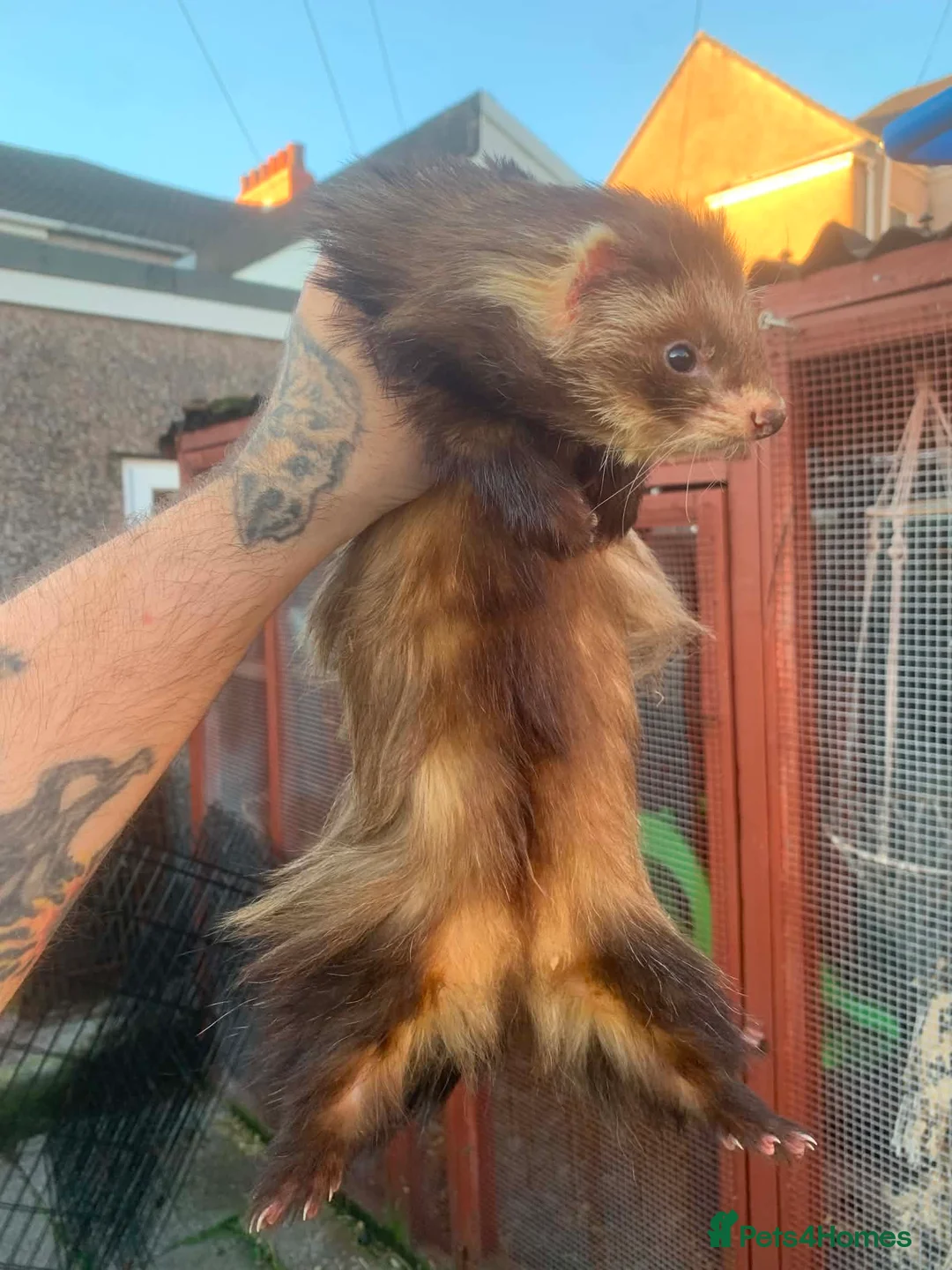 Ferret rodents for sale: 5 semi-angora ferret hobs for sale  in Cardiff - Advert 7