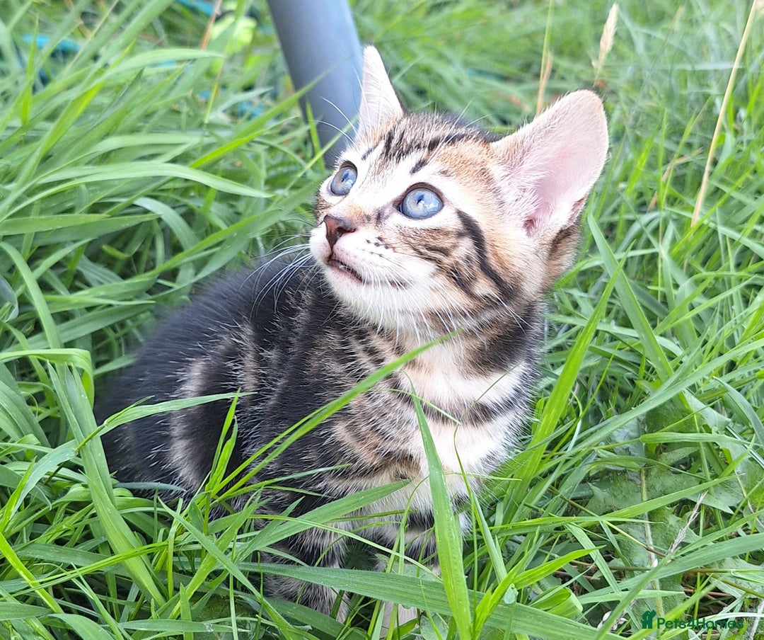 Mixed Breed cats for sale: Half Bengal kittens  - Image 10