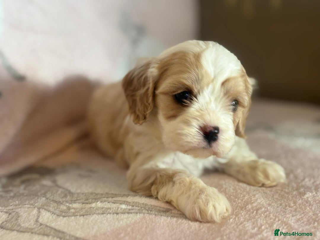 Cavapoo dogs for sale: Stunning Cavapoo puppies from family home  - Advert 26