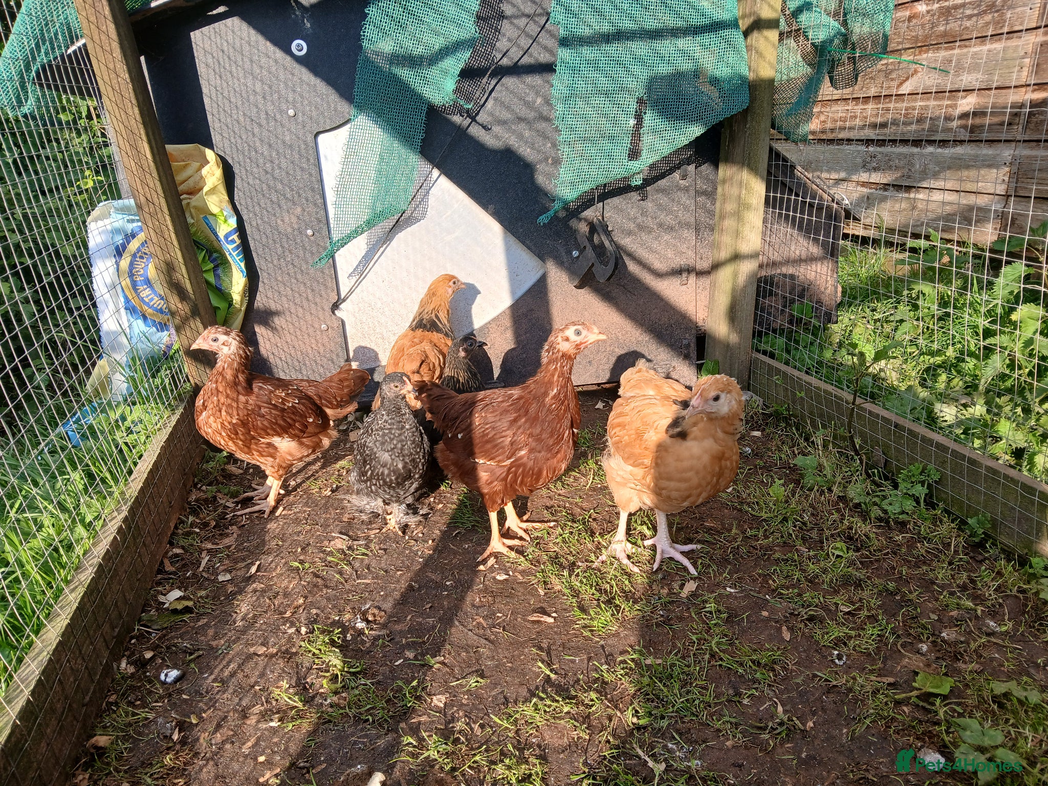Chickens poultry Young pullets - Advert 2