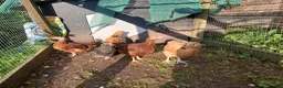 Chickens poultry for sale: Young pullets - Advert 1