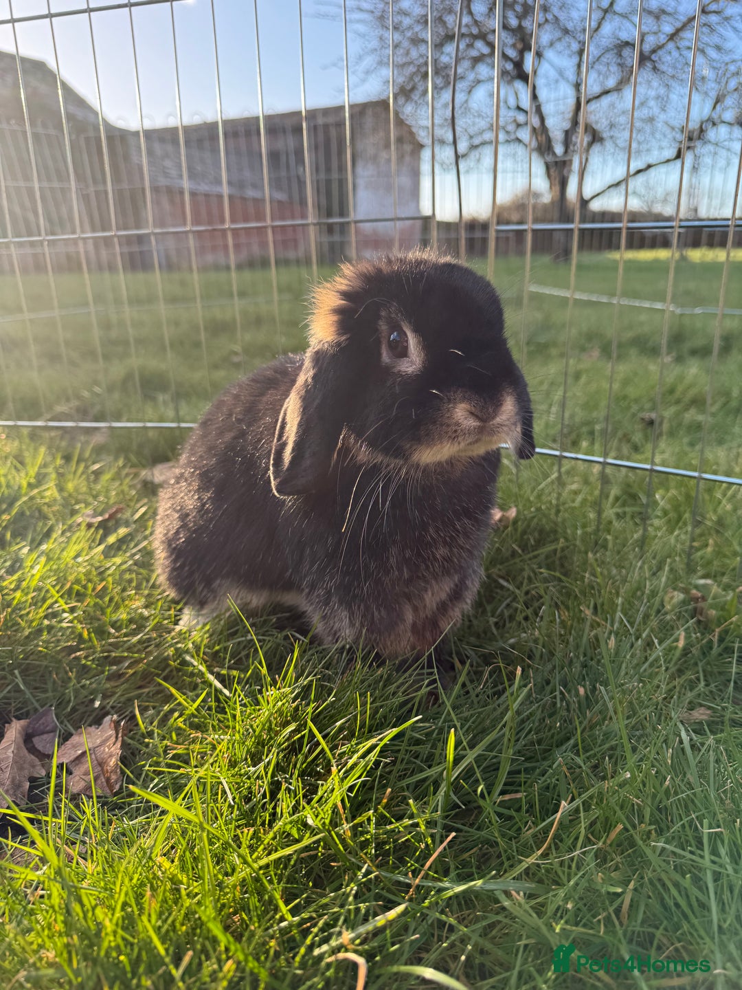 Mini Lop rabbits for sale: 🖤🩶🤎 Gorgeous Pure Bred Mini Lops 🖤🩶🤎 - Advert 20