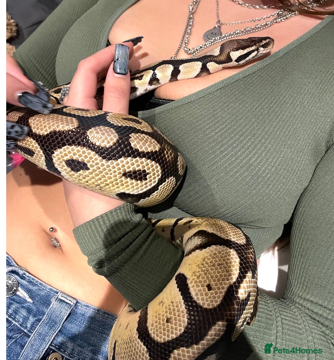 Python Snake reptiles for sale: Ball Python - Image 4