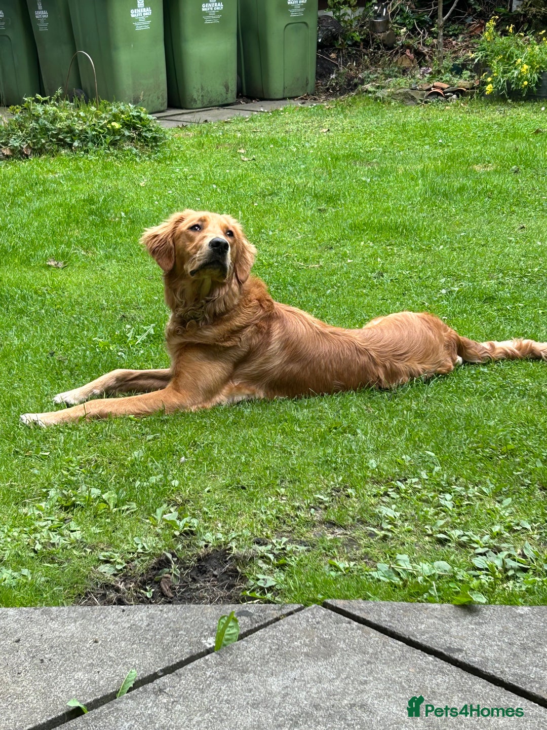 Golden Retriever dogs for sale:  Golden retriever puppies  - Advert 19